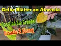 Alocasia gelbe Blätter die abfallen - Das sind die Gründe für gelbe Blätter an Alokasien