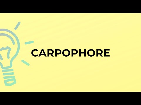 Video: Carpophore hauv biology yog dab tsi?