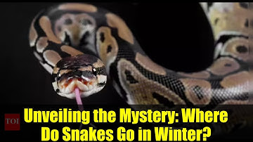 Unveiling the Mystery: Where Do Snakes Go in Winter?