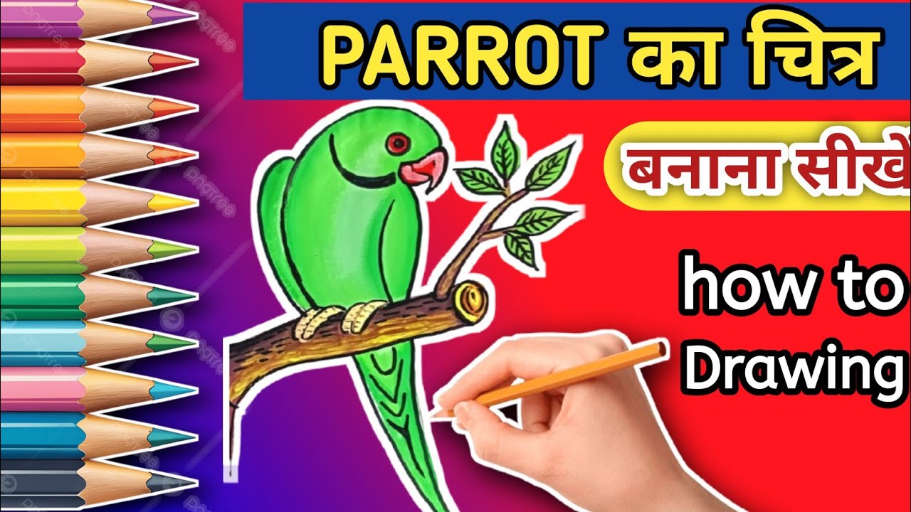 How to draw parrot easy| parrot image draw| | pencil draw| colour painting| तोता का चित्र 🦜