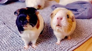 Floor Time Vlog: Wheeking Guinea Pigs