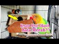 Banyak yang belum tau..Ini dia Manfaat Bata Merah Bwat Lovebird yg sedang diternak.