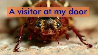 Ten-Lined June Beetle