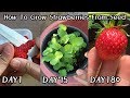 공짜로 딸기 모종 얻는 방법!ㅣHow To Grow Strawberries From Seed