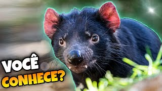10 Animais Australianos que Você Precisa Conhecer