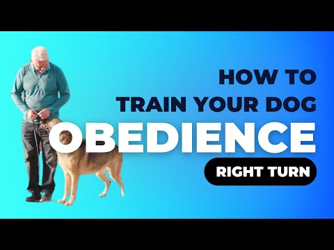 Obedience Commands  Right Turn thumbnail