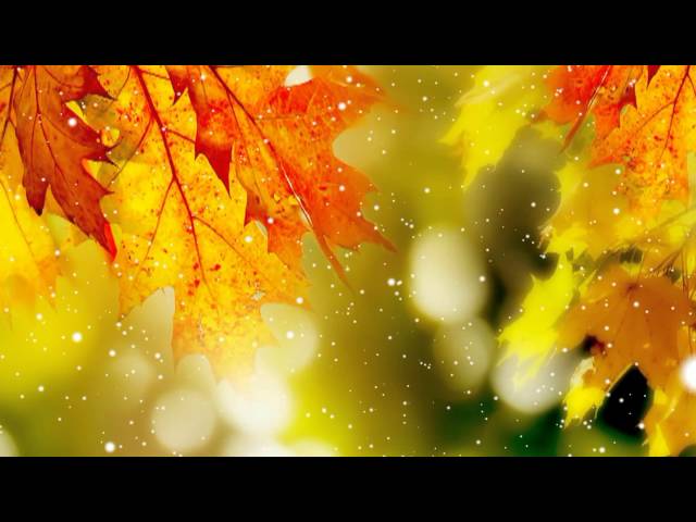 Видео Футаж Осень