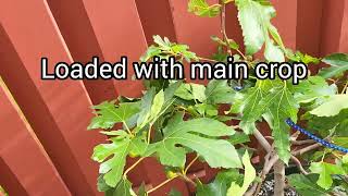Fig differences and descriptions you need to know. Part 1