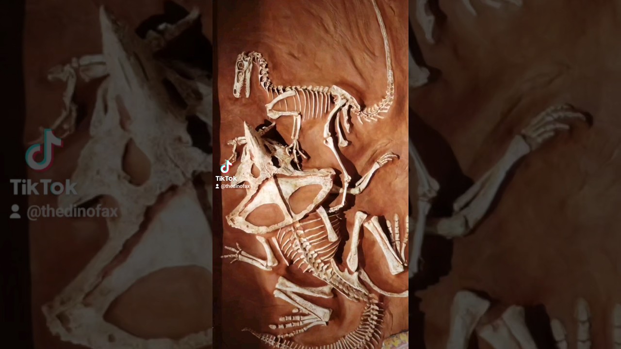 The Fighting Dinosaurs