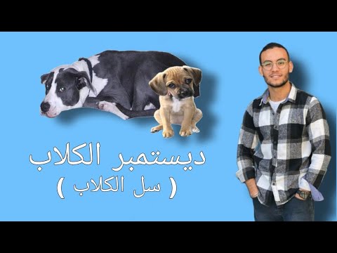 فيديو: 14 اكسل ممتاز الوشم أفكار لمحبي القطط