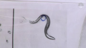 Researchers are looking to extend human life by studying yeast and worms