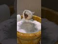 Funny Cat Videos Part - The Cat Likes To Be Clean | Cat And Video #Shorts