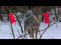 Охота на Волка с флажками. Hunting on a wolf with flags