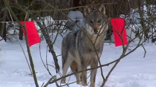 Охота на Волка с флажками. Hunting on a wolf with flags