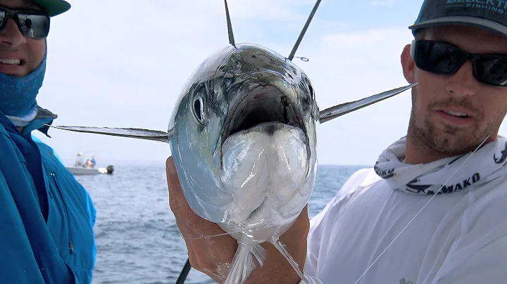 Epic Bonito Bite and Surprise Dolphin