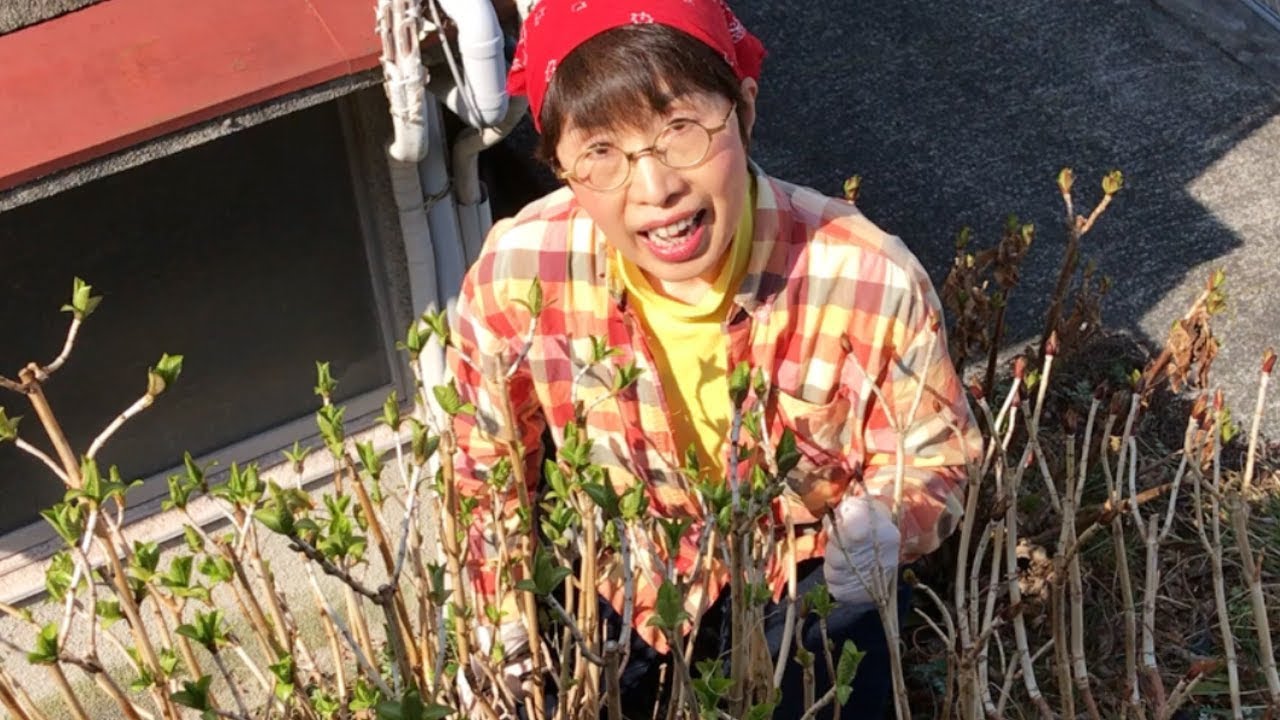 アジサイ春の剪定 芽吹き時に枯れ枝を剪定して 株元をスッキリ Youtube