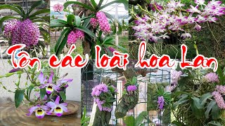 Tên các loài hoa Lan - PHONG LAN RỪNG