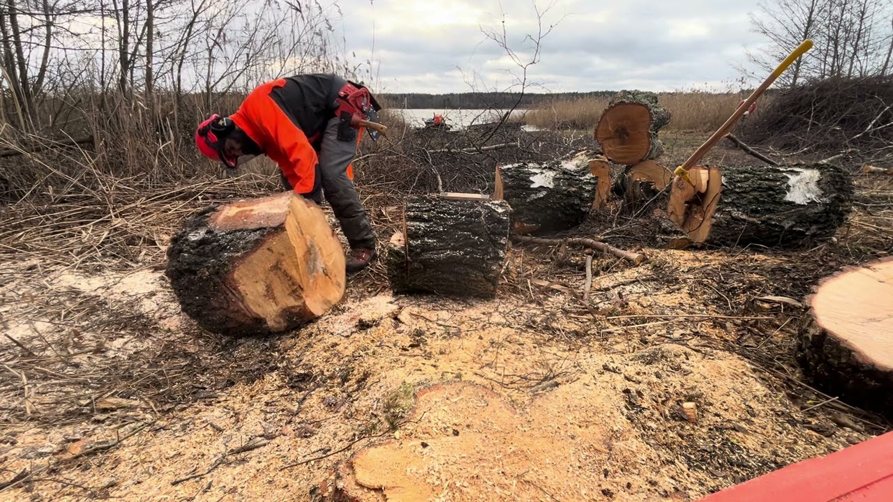 Stihl MS 261 CM and  Husqvarna 435II Felling a large Birch leaning the wrong way  Part 6 🪓🌲🪵🔥🏡🇸🇪