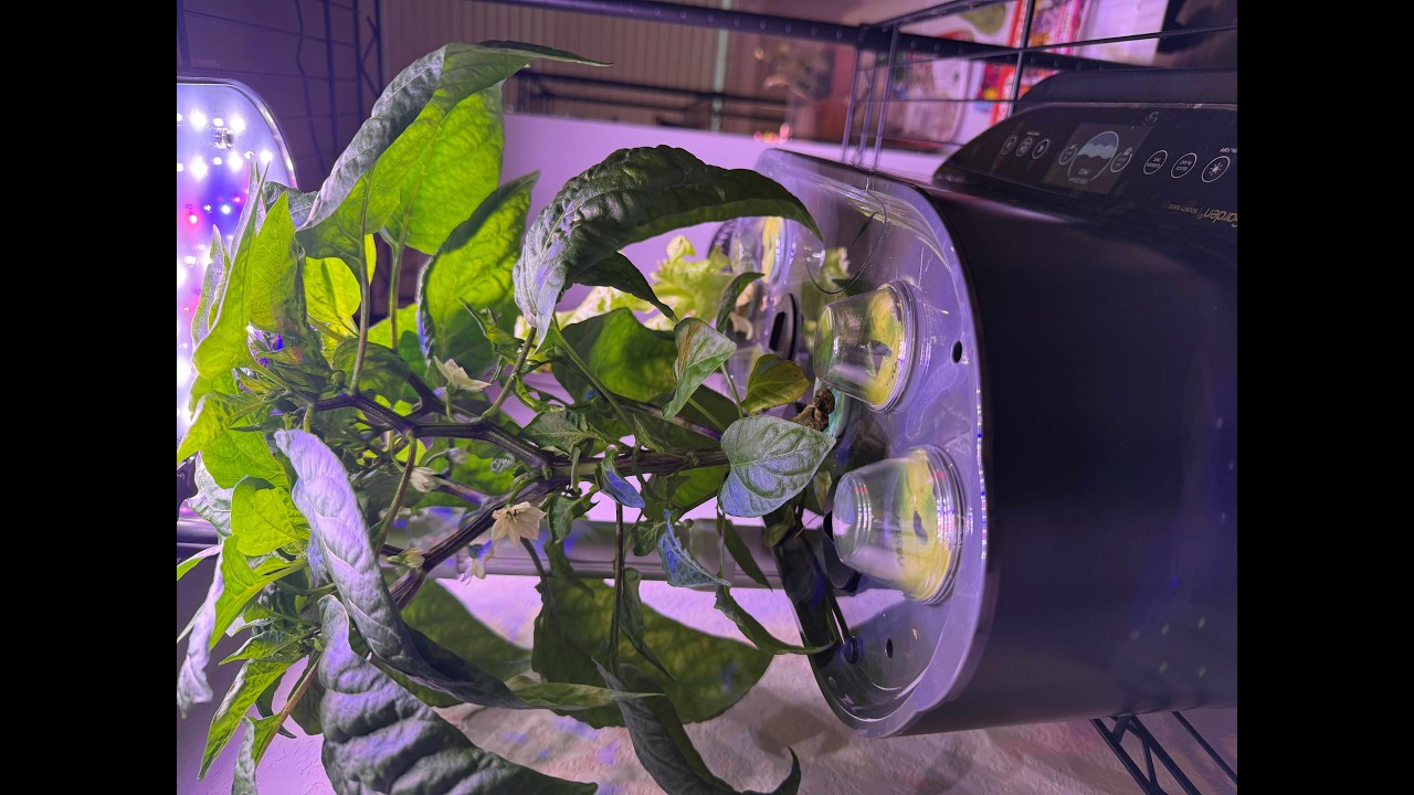 Hydroponic Seeds for Spring!