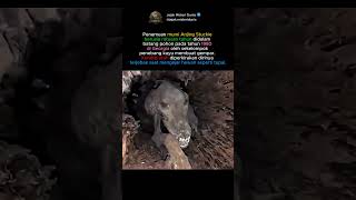 Penemuan mumi Anjing Stuckie berusia ratusan tahun didalam batang pohon pada tahun 1980 #sejarah