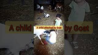 Anak Diserang Kambing short shortyoutube tiktok youtubeindia