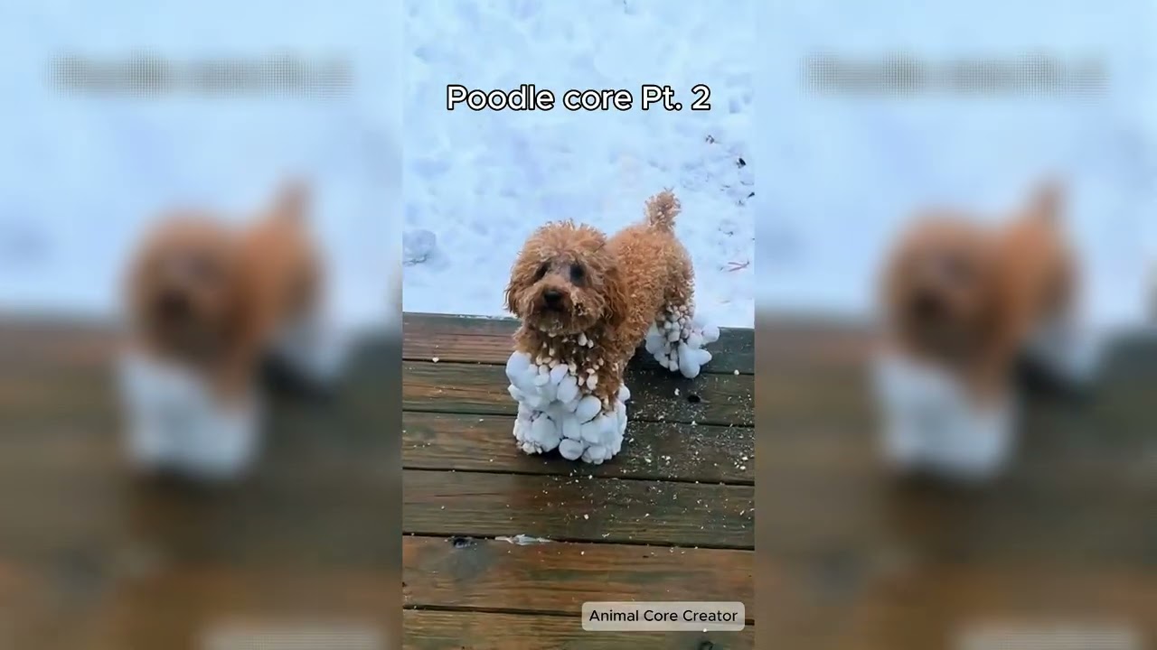 Poodle core Pt. 2 🐶 