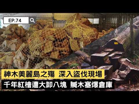 【精選】神木美麗島之殤！跟隨森林護管員深入盜伐現場！千年紅檜遭大卸八塊，300噸贓木塞爆倉庫... 森林護管員悲痛落淚｜聚焦全世界｜舒夢蘭