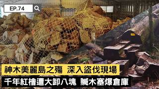【精選】神木美麗島之殤！跟隨森林護管員深入盜伐現場！千年紅檜遭大卸八塊，300噸贓木塞爆倉庫... 森林護管員悲痛落淚｜聚焦全世界｜舒夢蘭