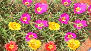 How to grow portulaca from seeds - Portulaca grandiflora - moss rose from seed - portulaca plant