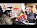 Monkey Surprises The McDonalds Drive Thru! (FUNNY)