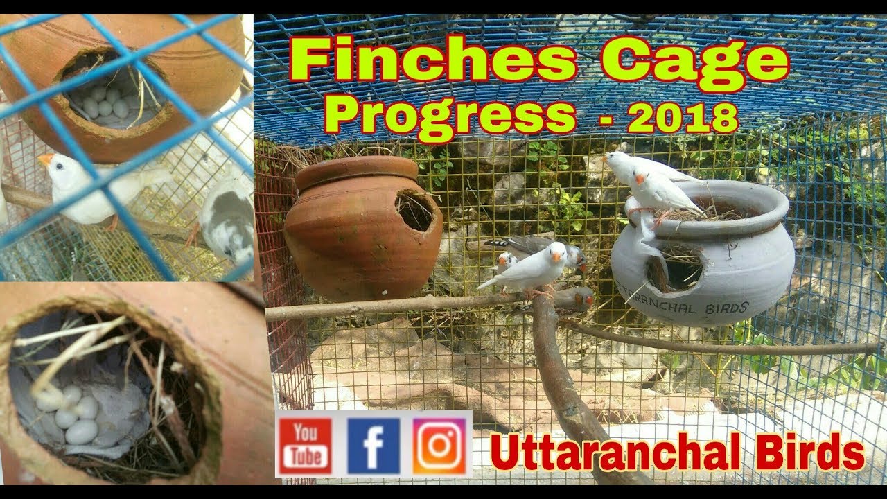 Finches Cage Progress 2018 In Hindi Urdu YouTube