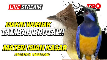PAS VARIASI TEMBAKANNTA!!! MASTERAN KOMBINASI - GEREJA TARUNG - TENGKEK BUTO - CUNGKOK MENJERIT