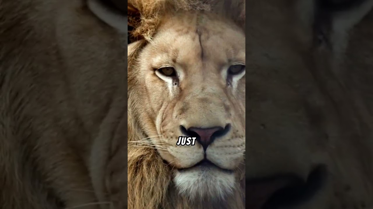 Unleash Your Inner Lion🦁