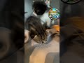 Amazing Cat Facts 🐱 | 5 Adorable Kittens Playing &amp; Cute Cat Facts