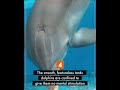 Seven stages of captive dolphin suffering - four