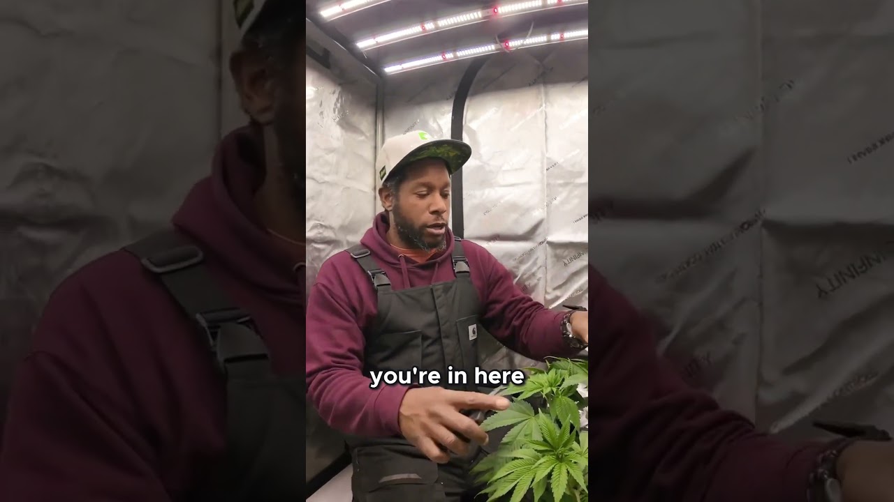 Trimming Fan Leaves  The Right Way! 