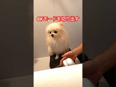 AcePro 8Kで犬撮影 #INSTA360 #犬 #ポメラニアン #pomeranian #puppy