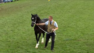 Cobiau Cymreig Eboles 2 | Welsh Cobs Filly 2yr old