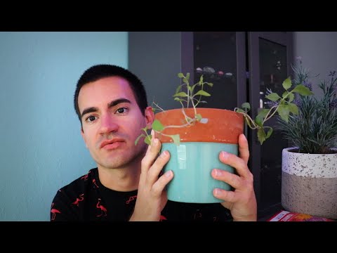You are at the Garden Shop (ASMR RolePlay)
