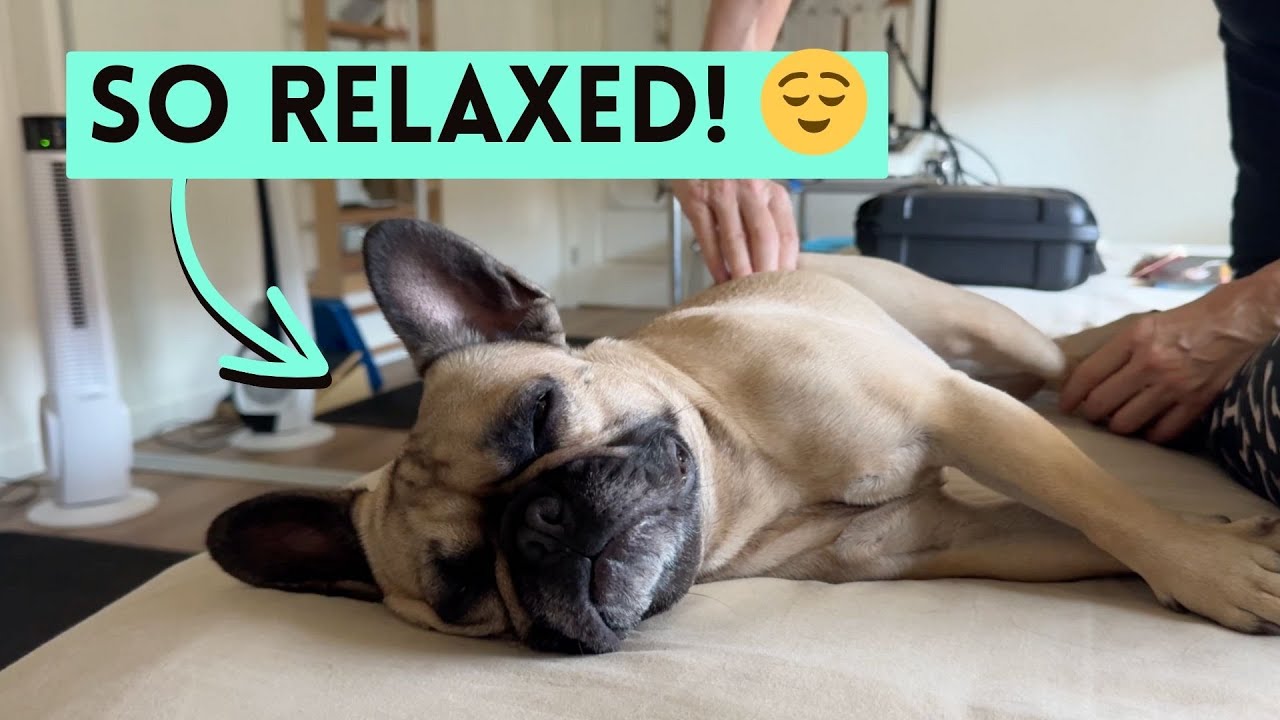 Photo inspiration: Fresh Look at Canine Massage For Anxiety How I Calmed My Stressed Frenchie