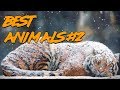 Best Animals Coub #2 | Лучшие кубы с животными #2 (Ноябрь 2018)