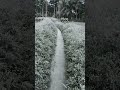 ঝোপের রাস্তাটি সৌন্দর্যে ভরপুর🥰❤️ #tree #garden #nature #road #trending #viral #vlog #foryou #shorts