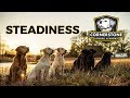 How to teach steadiness  labrador retriever training