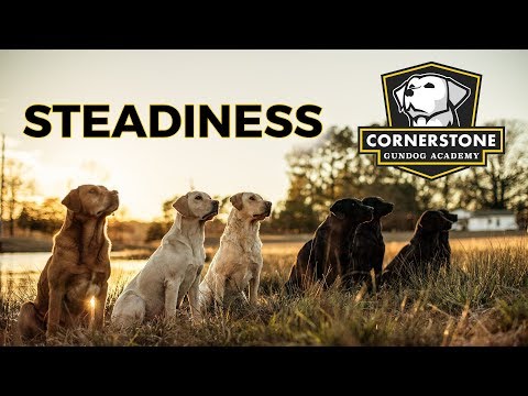 Video: Gun Dog Training Tips til Retrievere