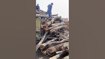 Dangerous wood unloading very risky Timber unloading #woodwork #construction #sawmill