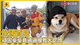 全國首見頑固柴柴居然通過「國際搜救犬認證」飼主全靠一句秘訣