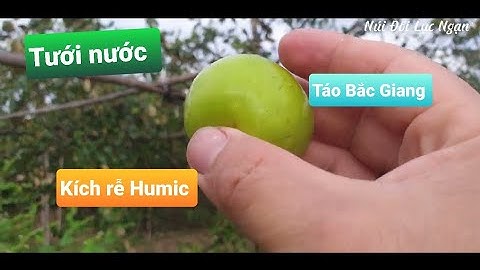 Bón Kích HuMic Tưới Táo Ngày Gió Mùa l Núi Đồi Lục Ngạn