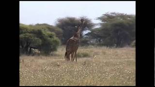 Giraffe Looking For Love.avi