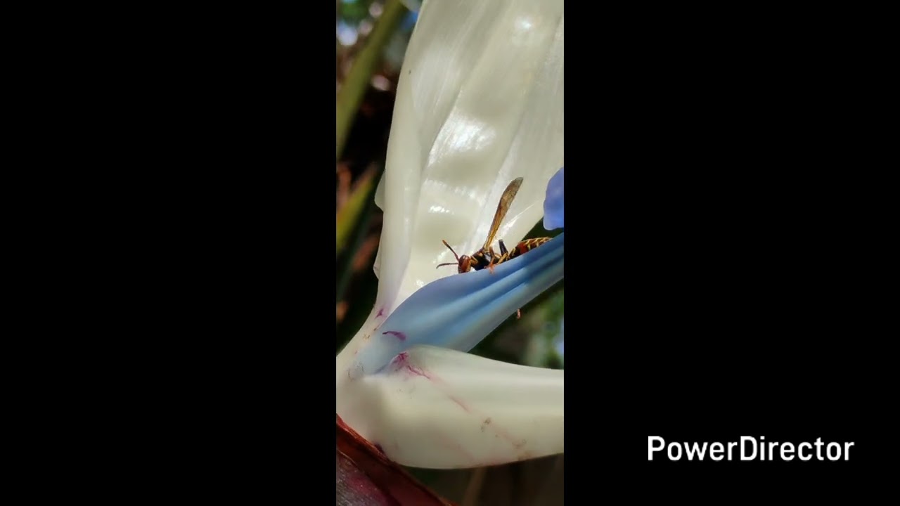 Insects Are Not Scary