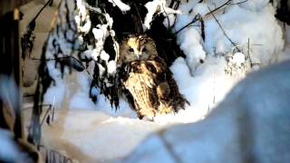 catowl